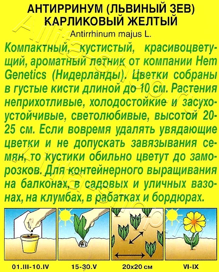 Львиный зев карликовый желтый 10шт