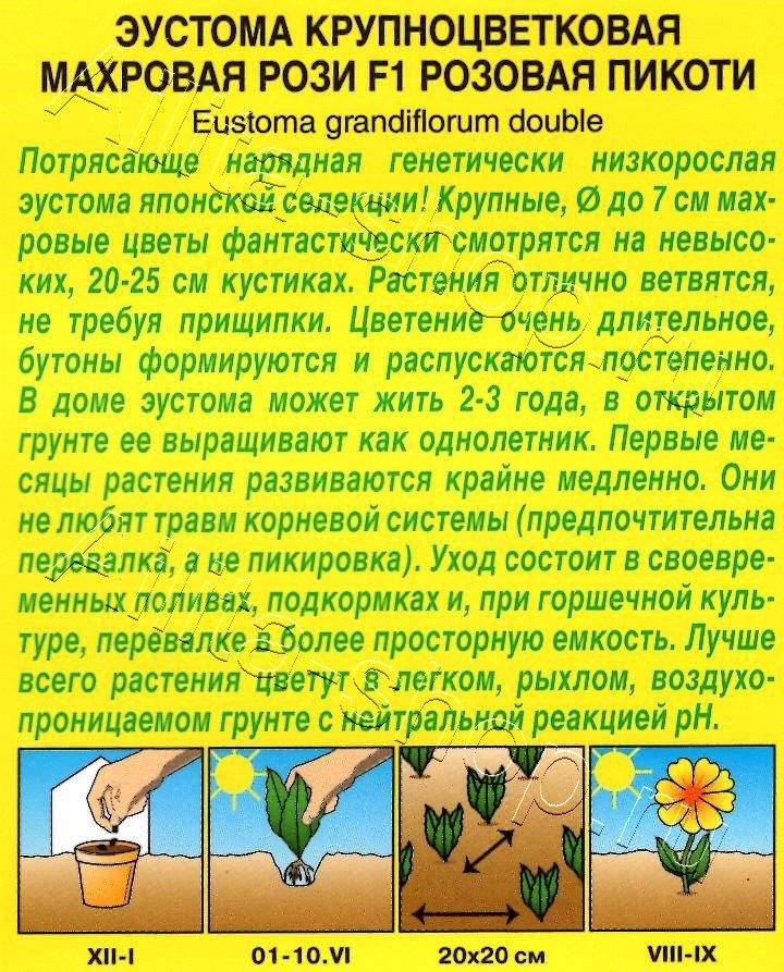 Эустома Рози F1 розовая пикоти крупноцветковая махровая 5шт