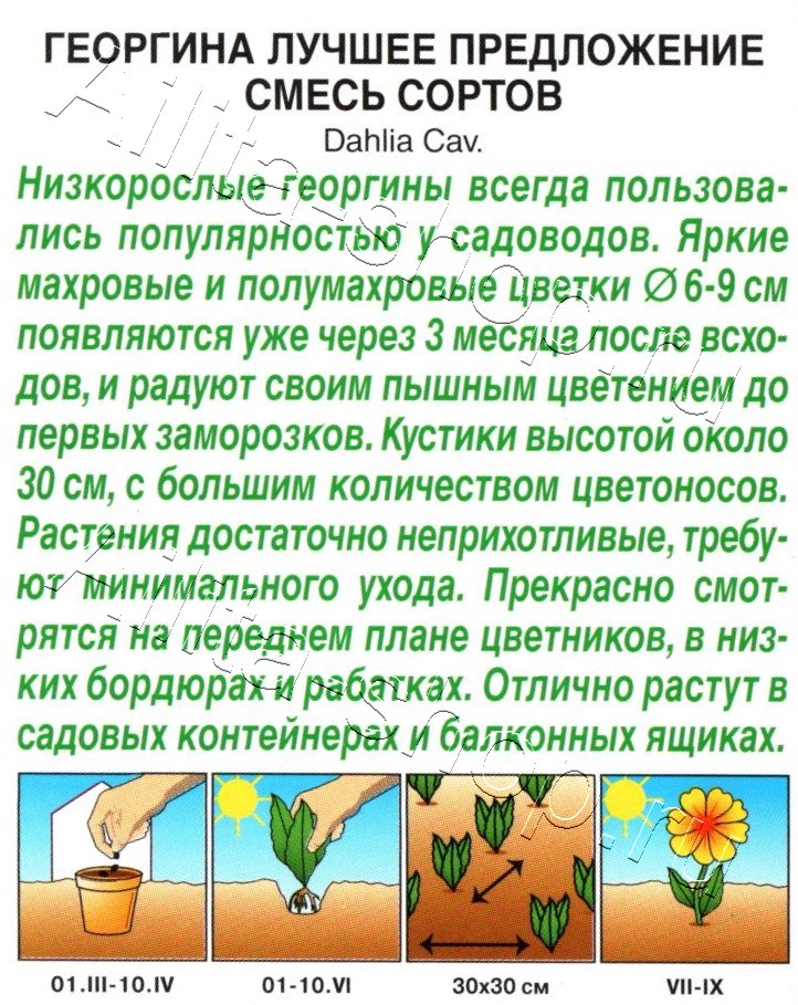 Георгина Лучшее предложение, смесь сортов 7шт