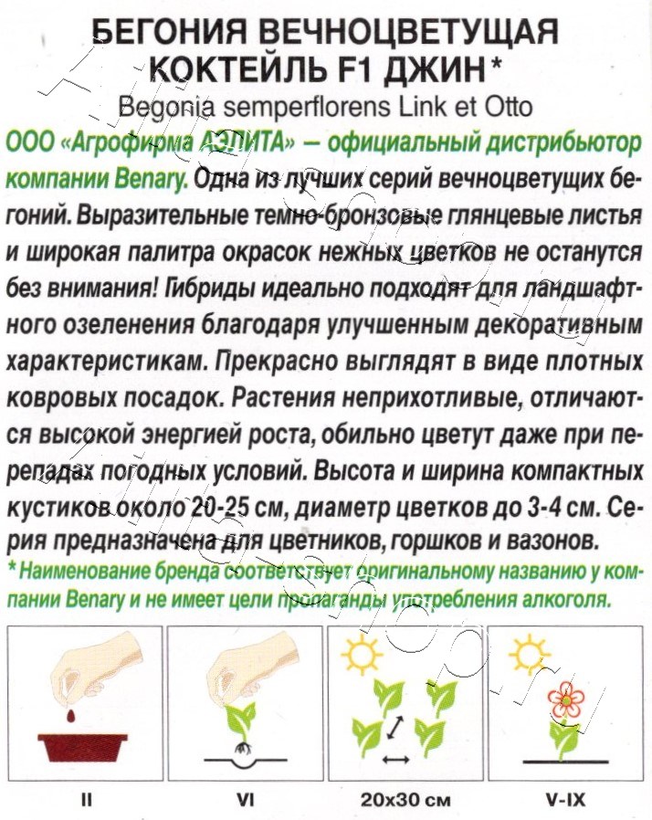 Бегония вечноцветущая Коктейль F1 джин 7шт