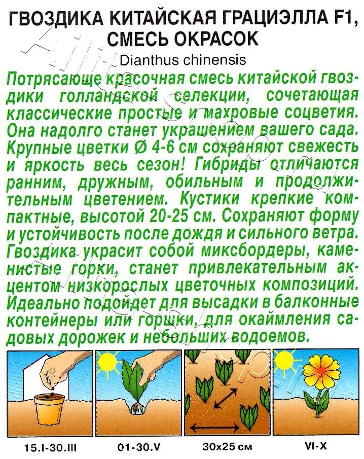 Гвоздика китайская Грациэлла F1, смесь окрасок 5шт