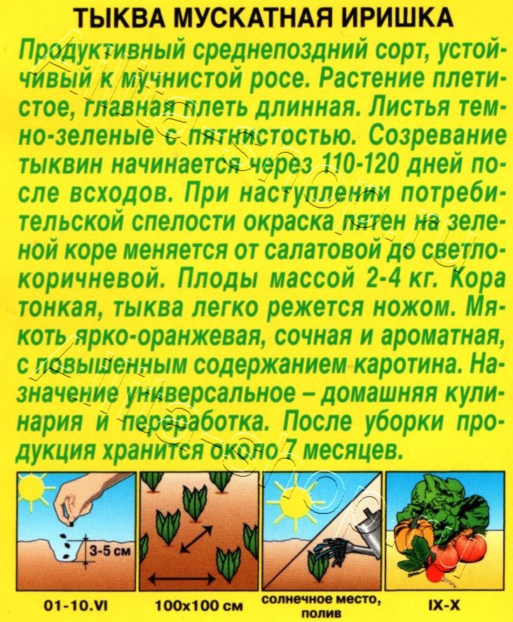 Тыква мускатная Иришка 1г