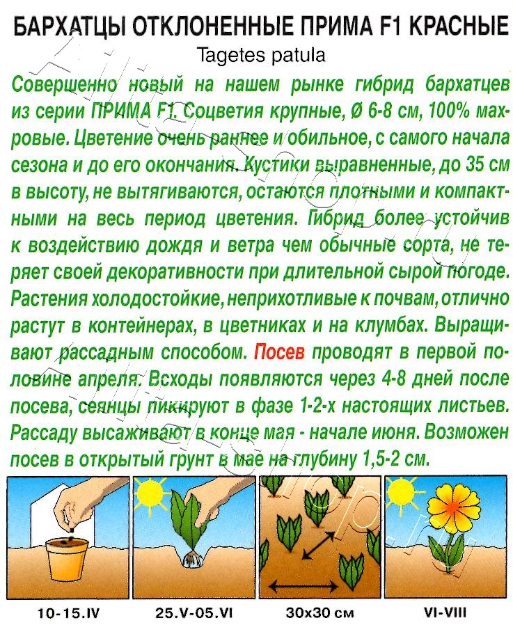 Бархатцы Прима красные F1 отклоненные 10шт