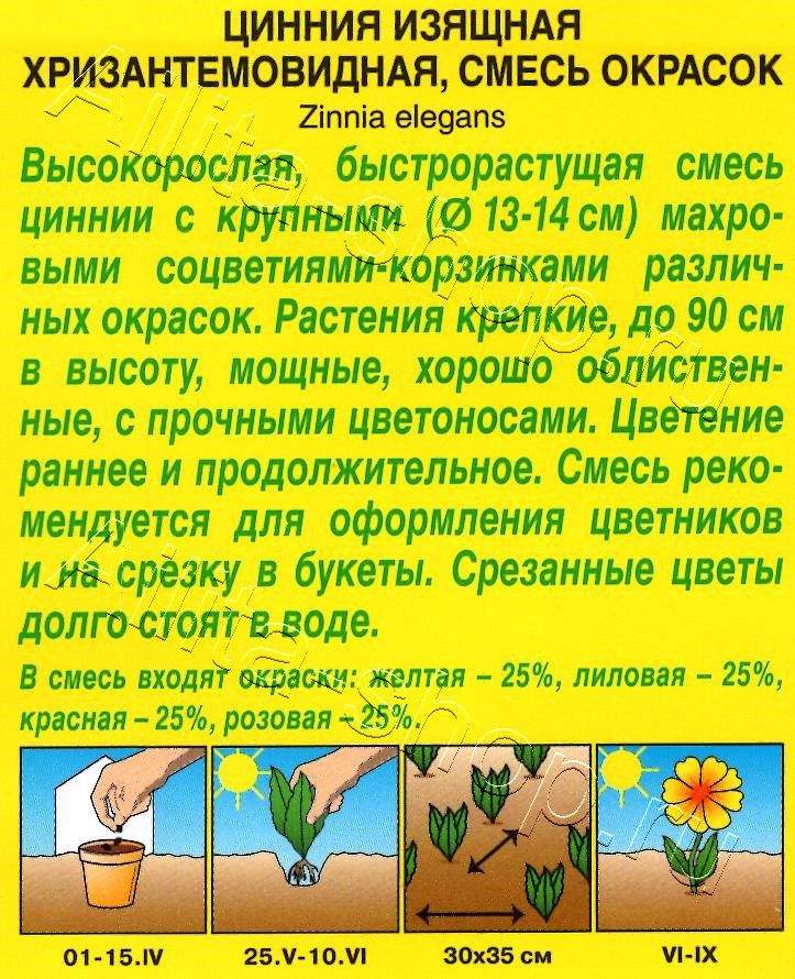 Цинния Хризантемовидная, смесь окрасок 0,5г