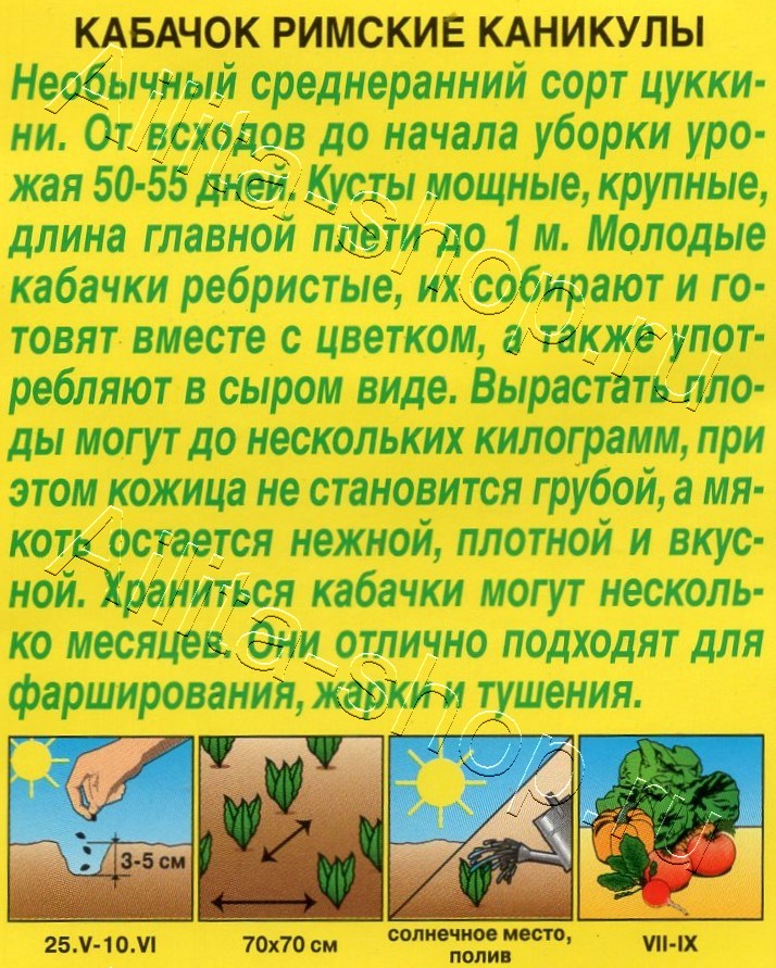 Кабачок Римские каникулы 1г