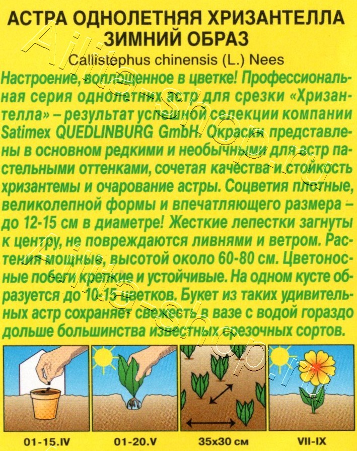 Астра Хризантелла зимний образ 15шт