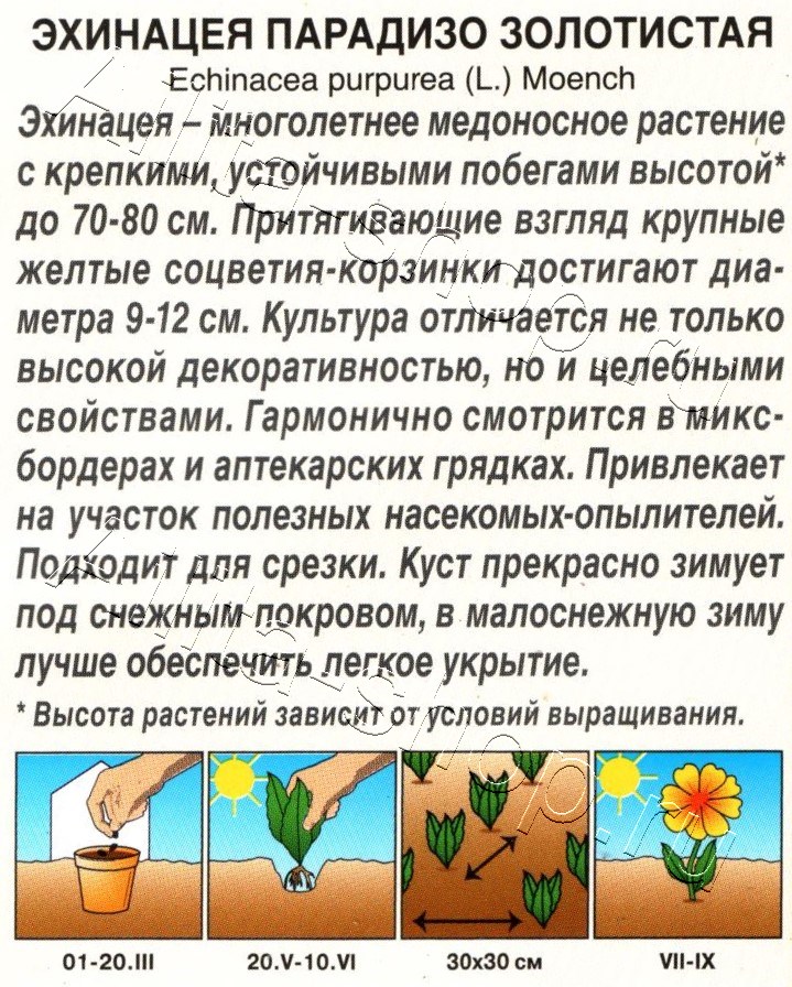 Эхинацея Парадизо золотистая 5шт