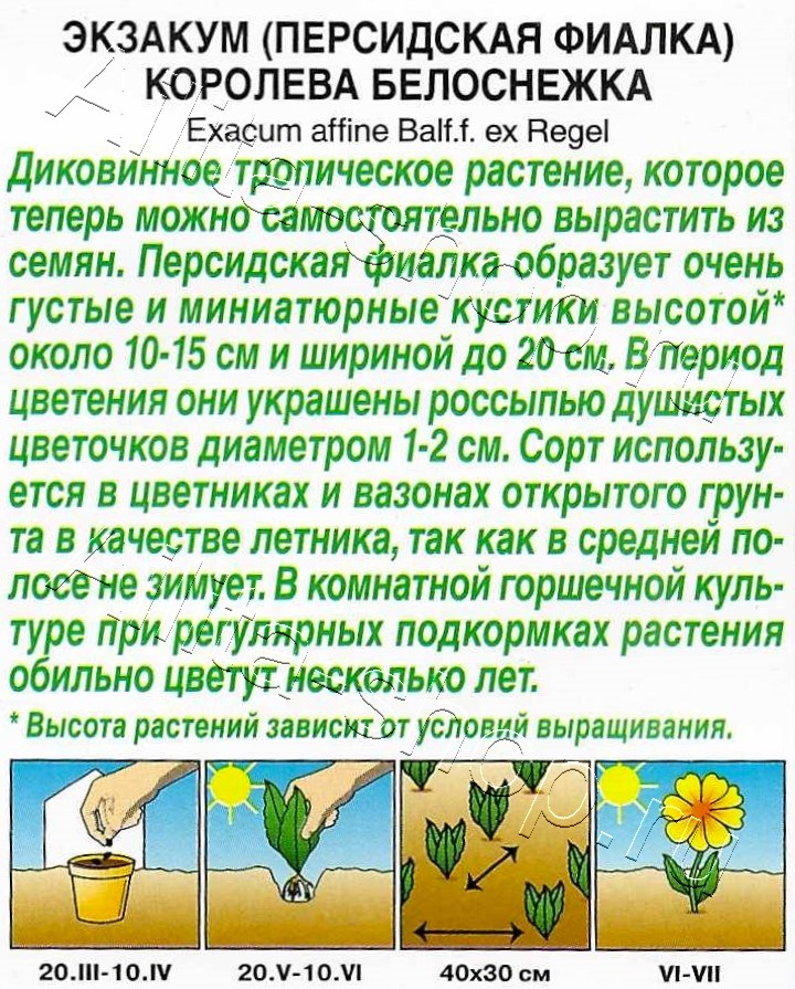 Экзакум (Персидская фиалка) Королева белоснежка 4шт