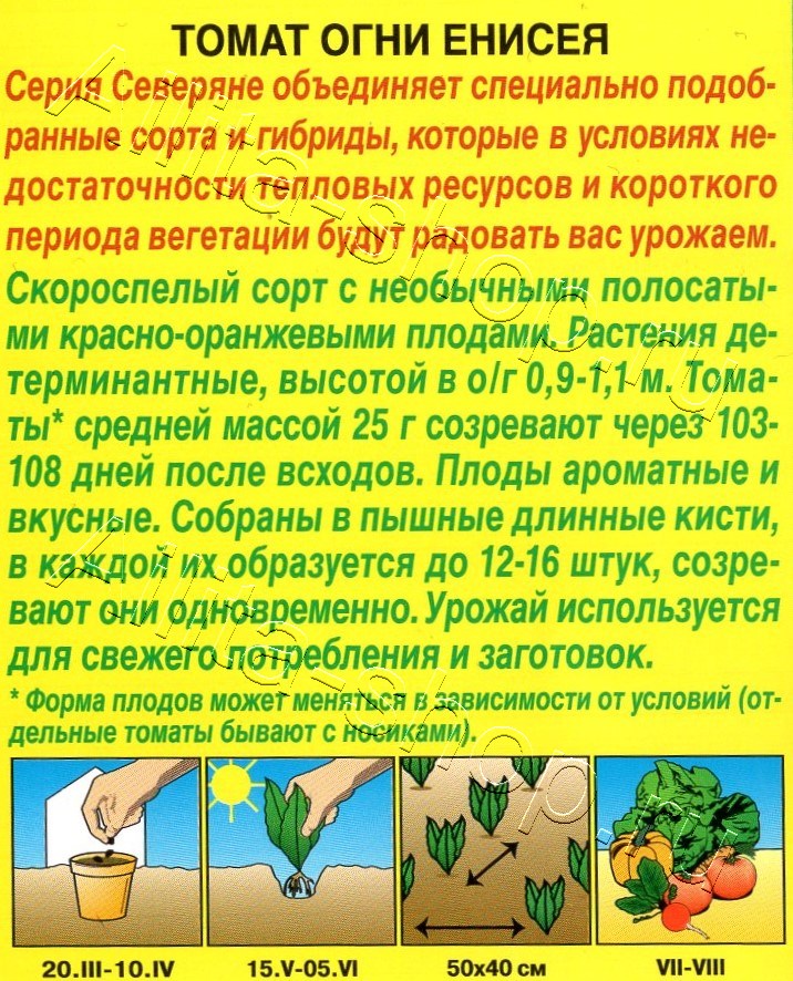 Томат Огни Енисея 20шт