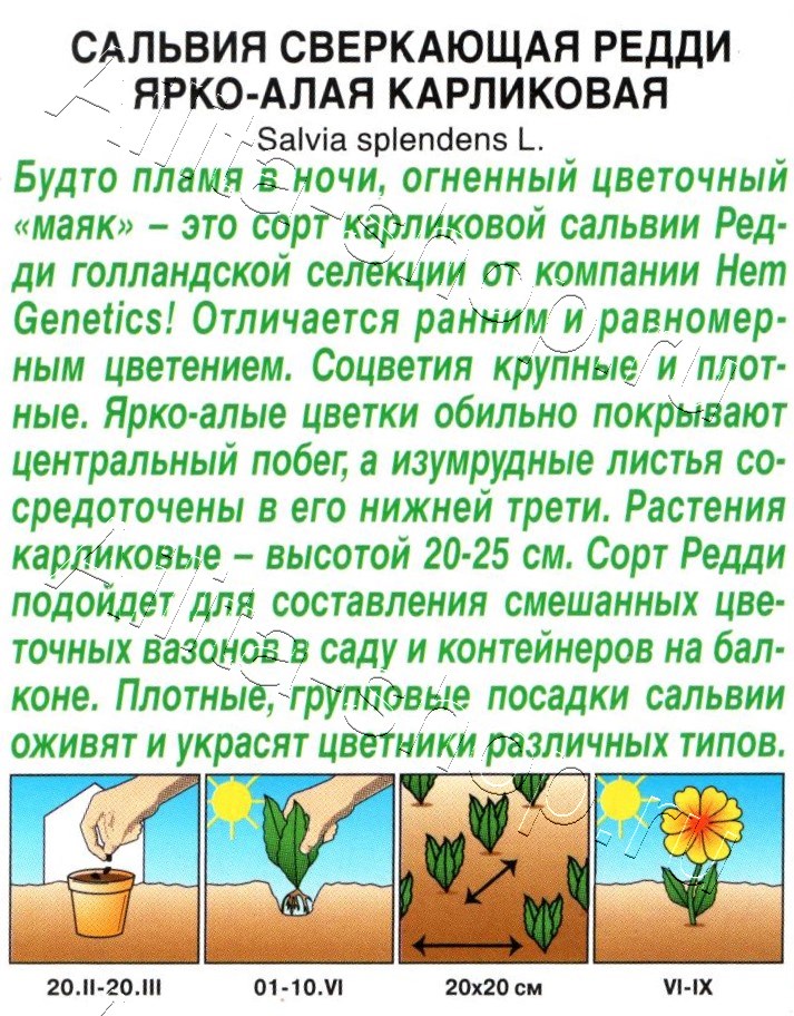 Сальвия Редди ярко-алая карликовая 7шт