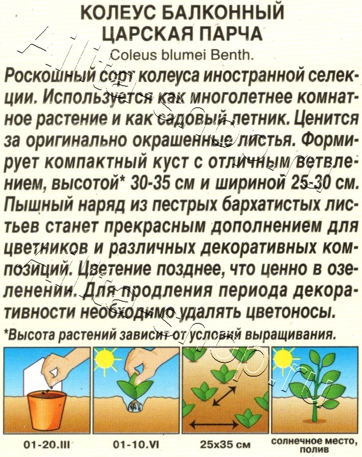 Колеус балконный Царская парча 5шт