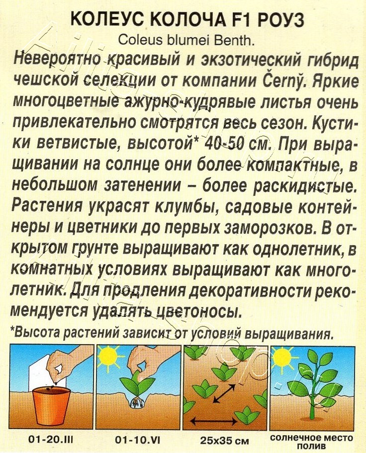 Колеус Колоча F1 роуз 5шт