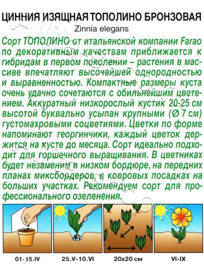 Цинния Тополино бронзовая 12шт