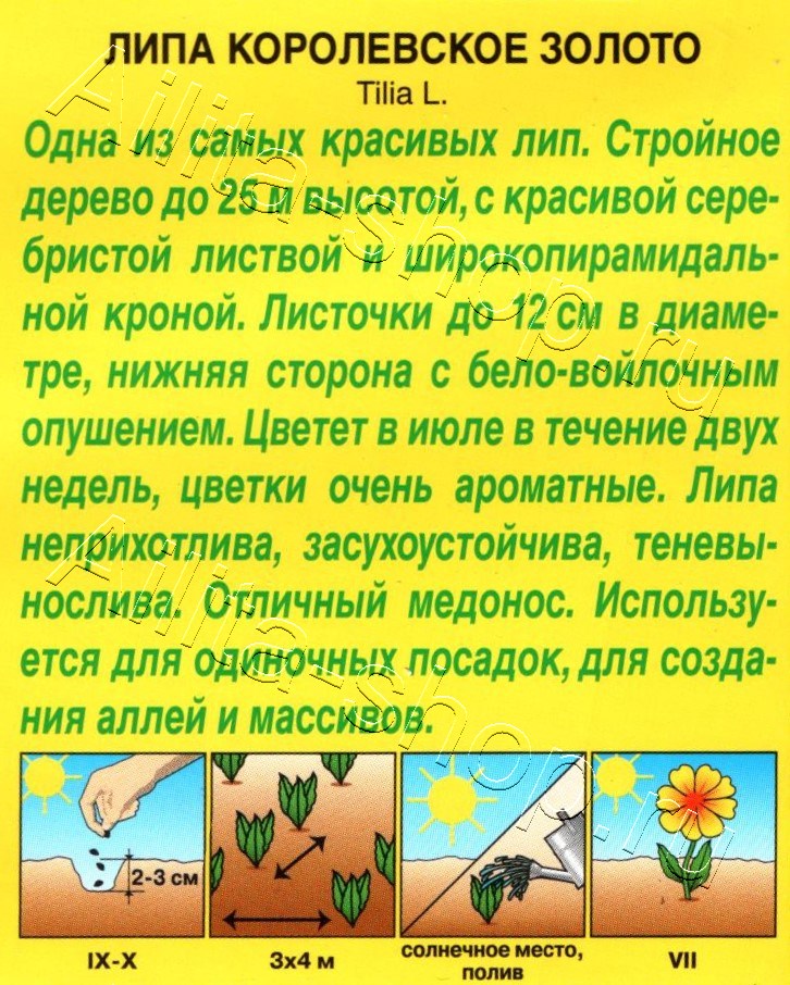 Липа пушистая Королевское золото 10шт