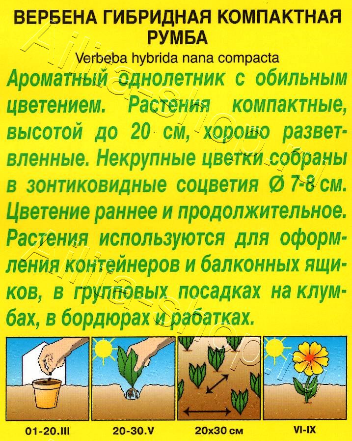 Вербена Румба 30шт