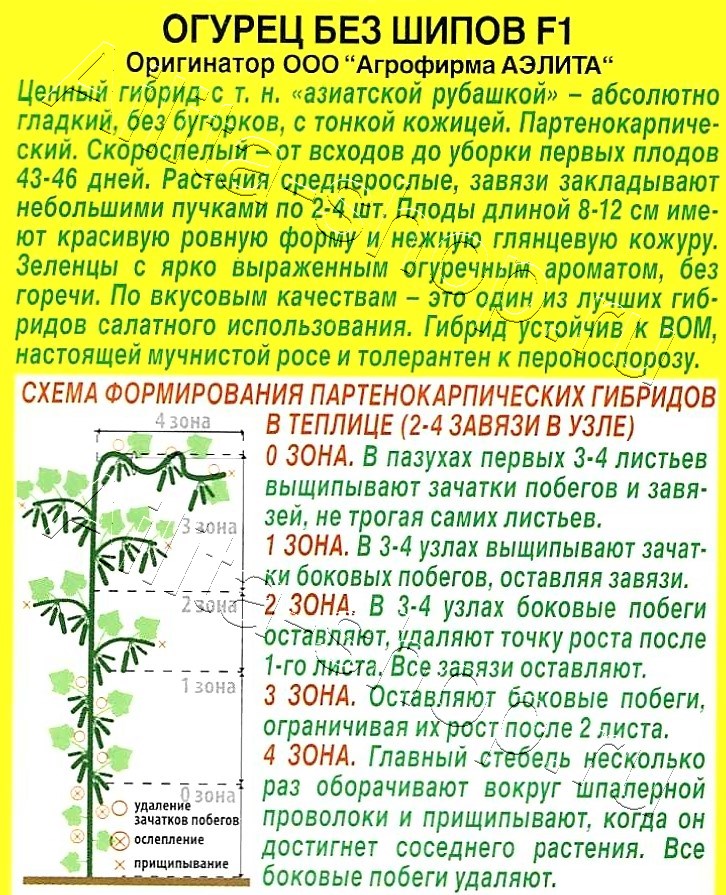 Огурец Без шипов F1 10шт