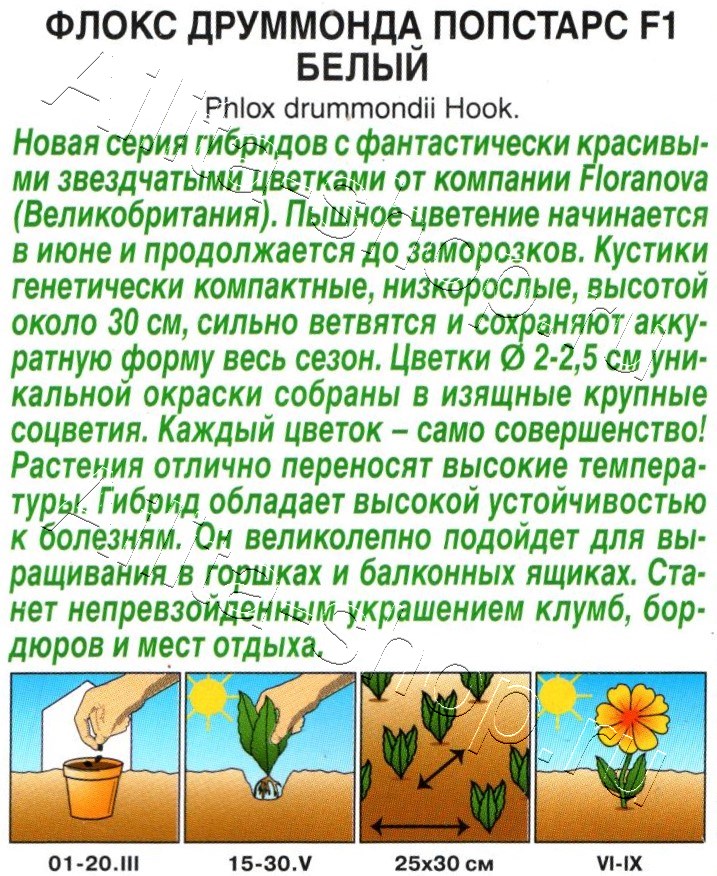 Флокс друммонда Попстарс F1 белый 5шт