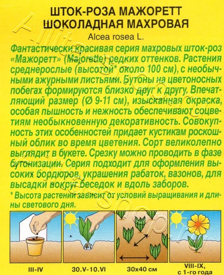 Шток-роза Мажоретт шоколадная махровая 10шт