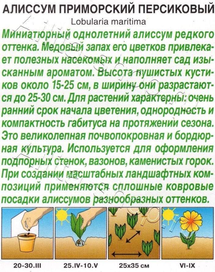 Алиссум приморский Персиковый 0,1г