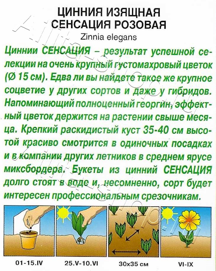 Цинния Сенсация розовая 12шт