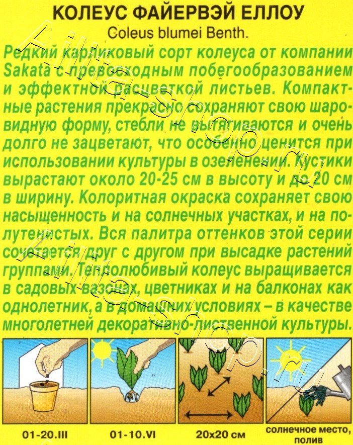 Колеус Файервэй еллоу 5шт