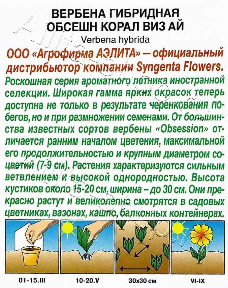 Вербена Обсешн корал виз ай 5шт