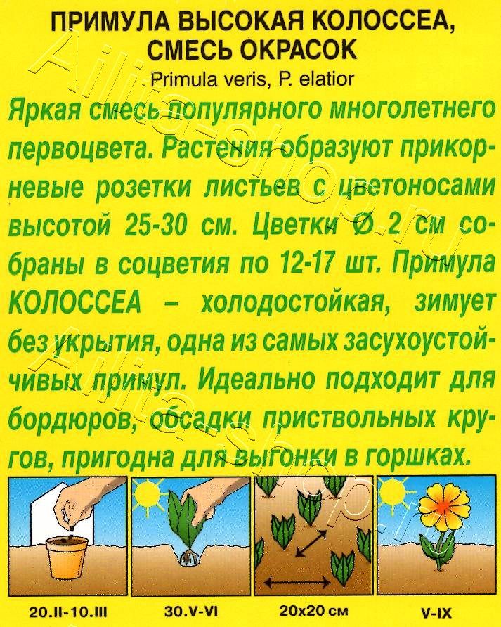 Примула Колоссеа, смесь окрасок 0,05г