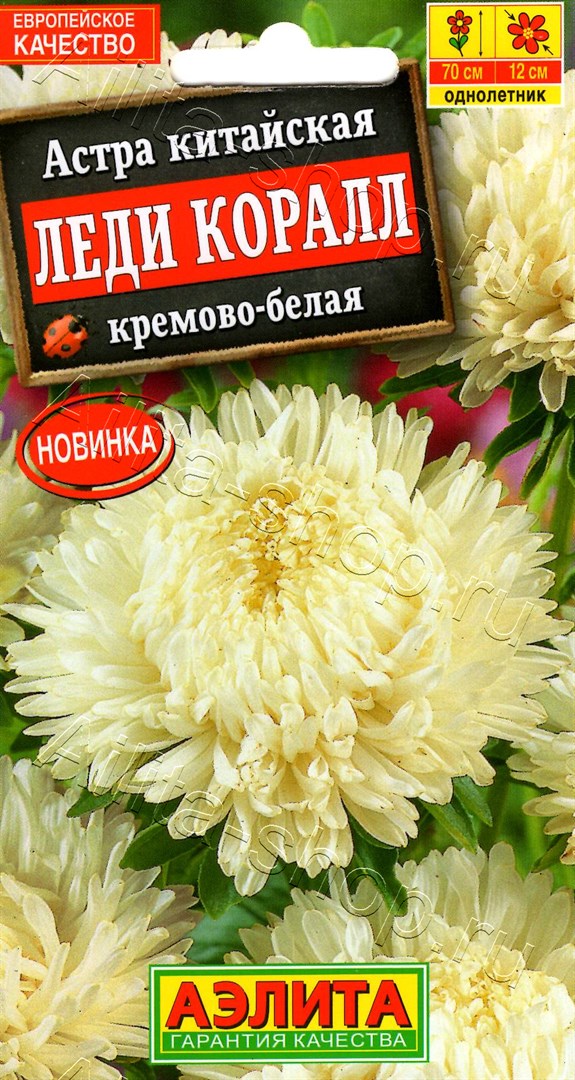 Астра Леди Коралл кремово-белая 25шт