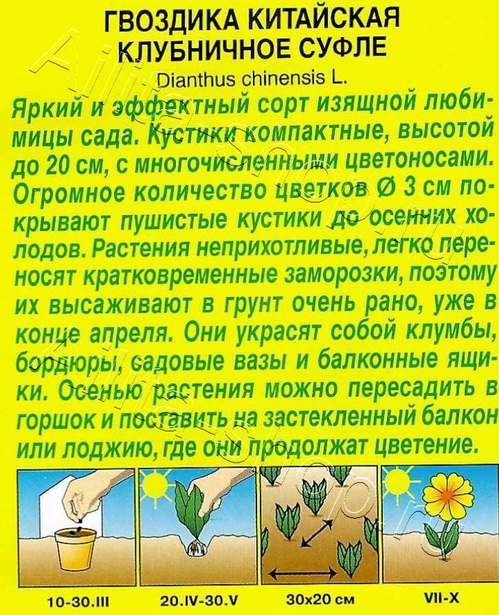 Гвоздика китайская Клубничное суфле 0,05г