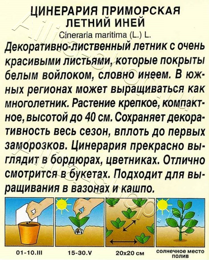Цинерария Летний Иней 0,05г