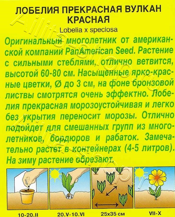 Лобелия Вулкан красная 5шт