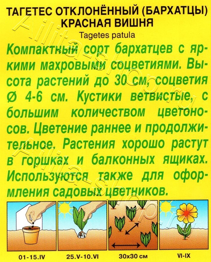 Бархатцы Красная вишня отклоненные 0,3г