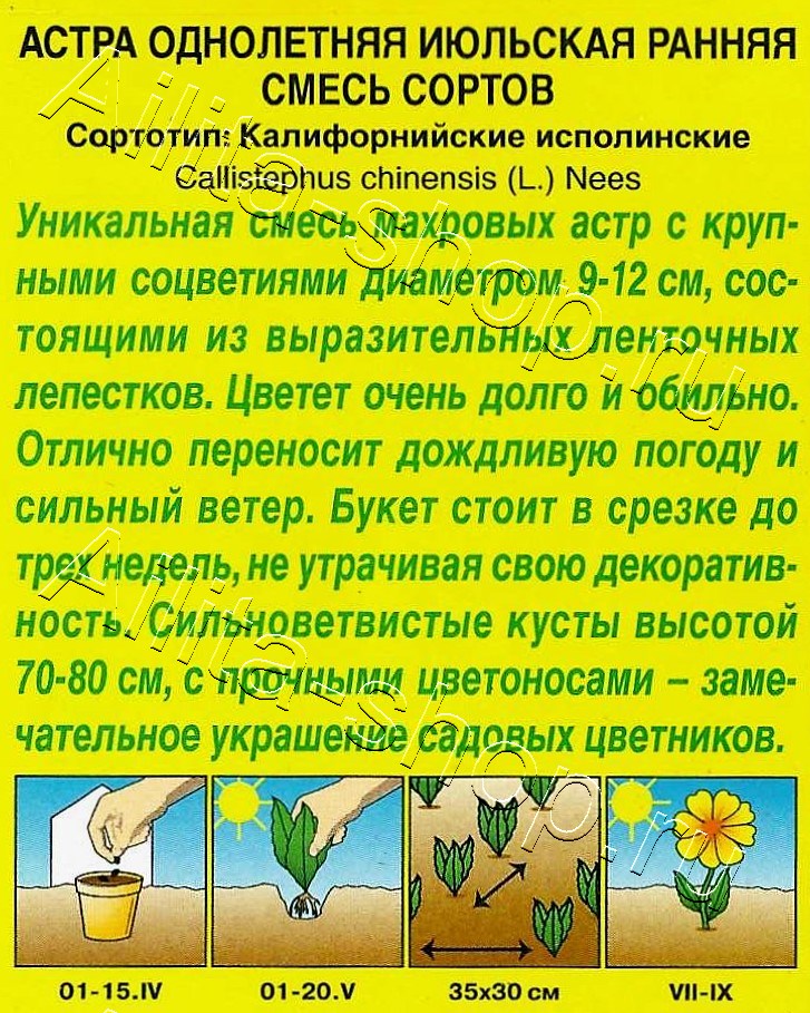 Астра Июльская ранняя, смесь окрасок 0,2г