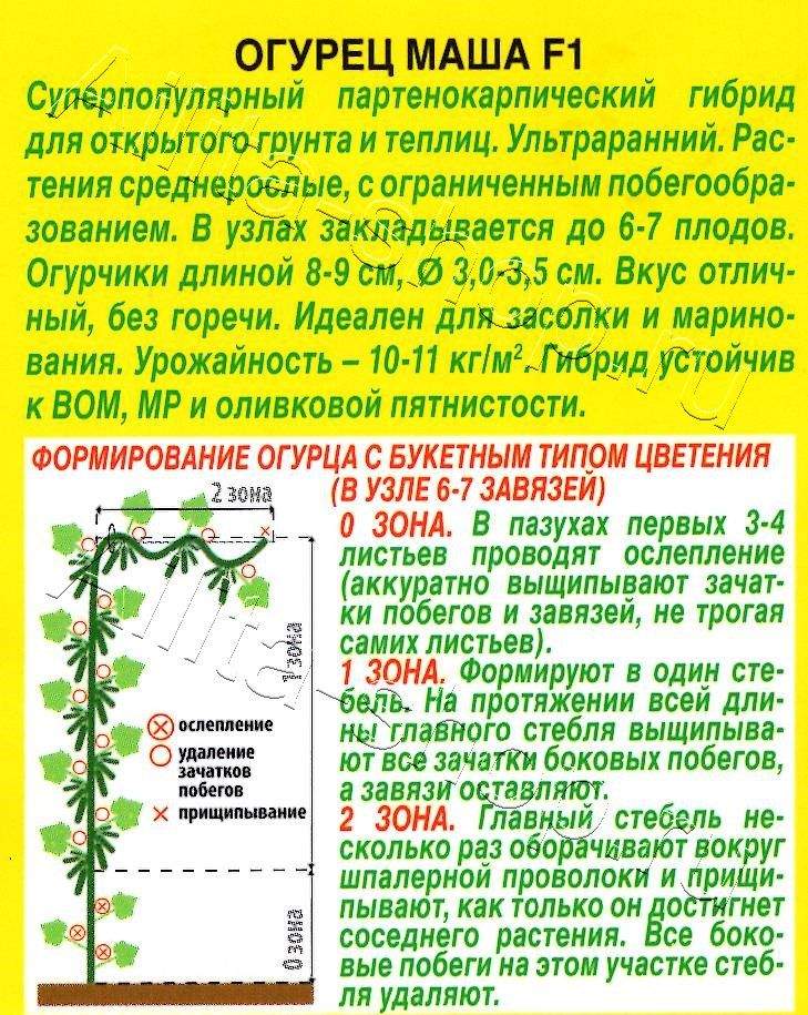 Огурец Маша F1 10шт