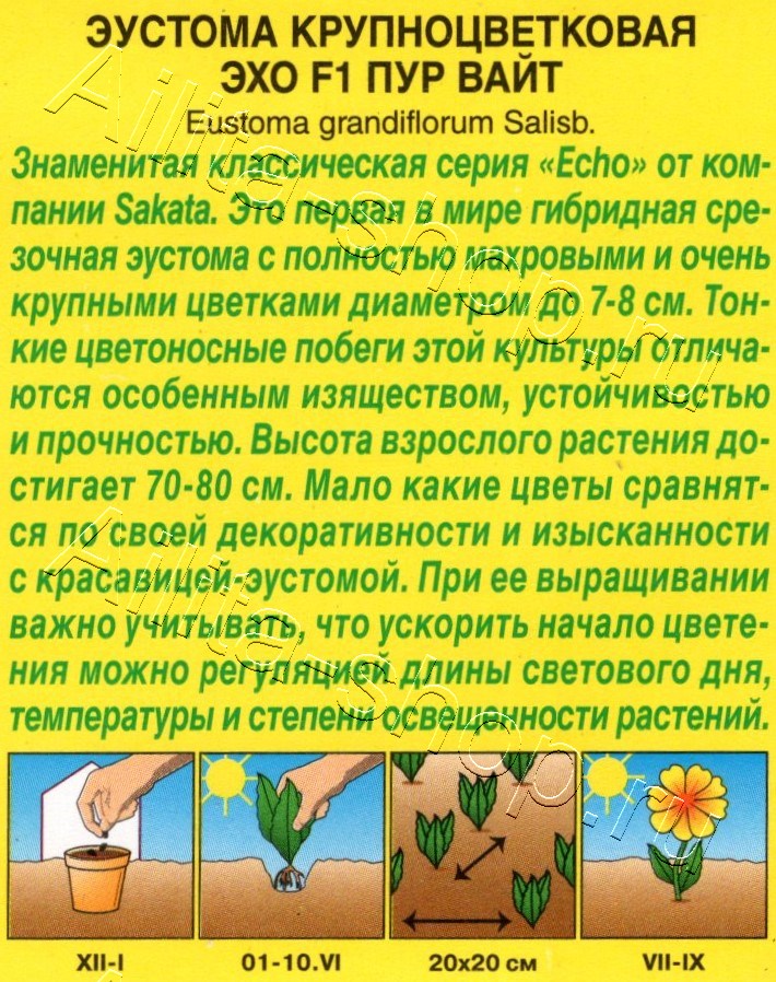 Эустома Эхо F1 пур вайт крупноцветковая 5шт
