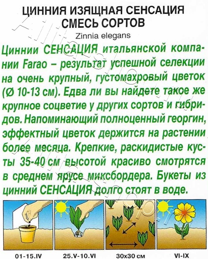 Цинния Сенсация, смесь окрасок 12шт