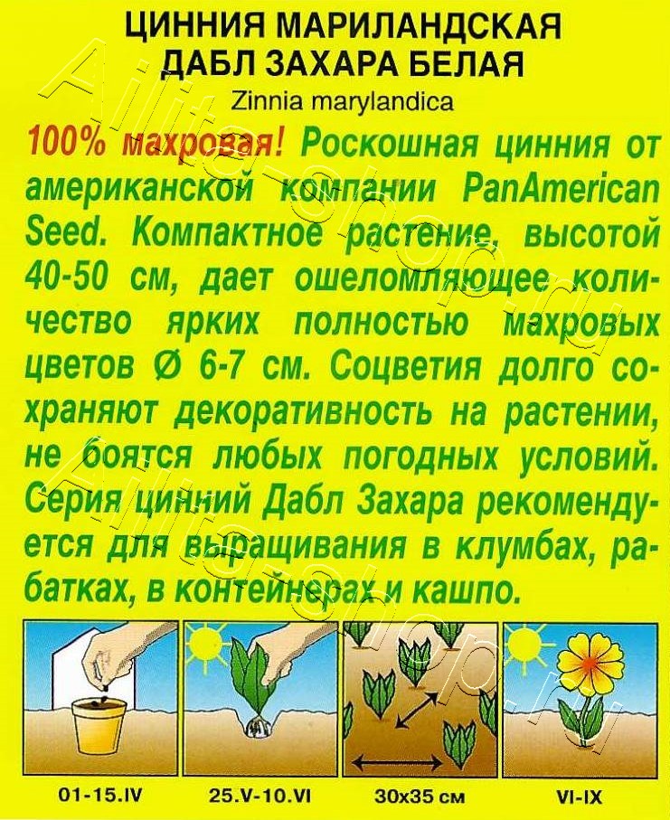 Цинния Дабл Захара белая 5шт