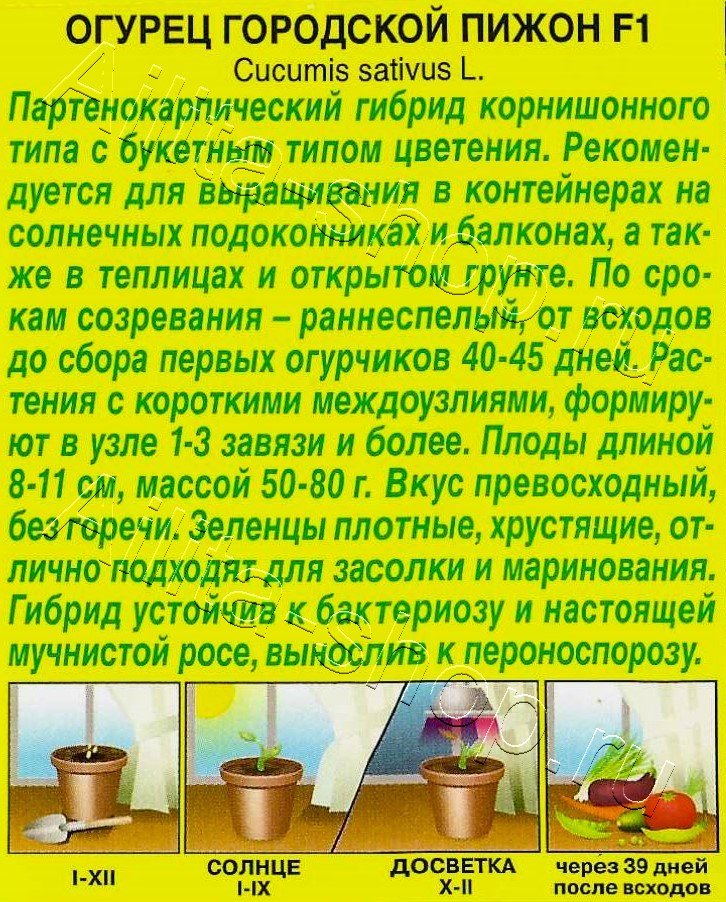 Огурец Городской пижон F1 5шт