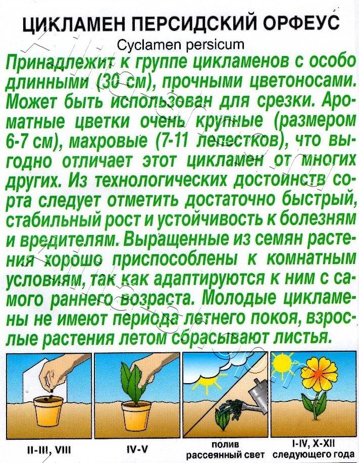 Цикламен персидский Орфеус 3шт