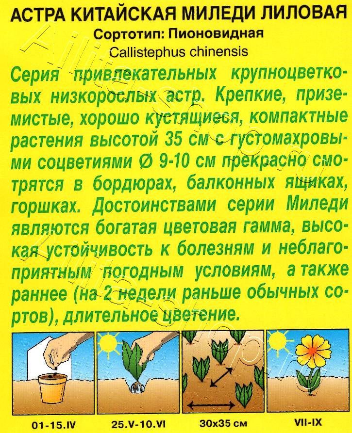 Астра Миледи лиловая 0,2г