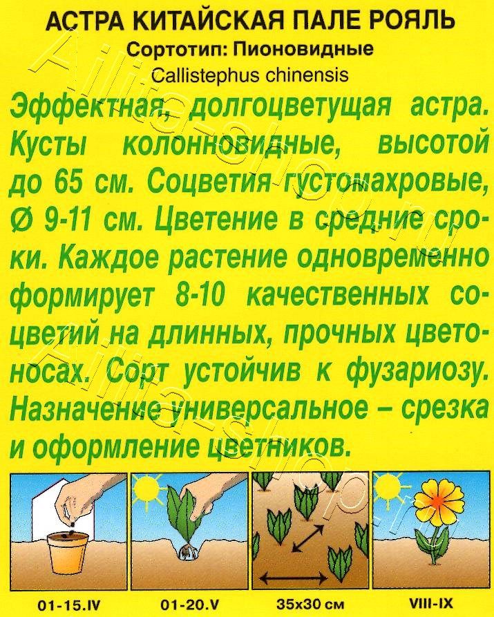 Астра Пале-рояль пионовидная 0,2г