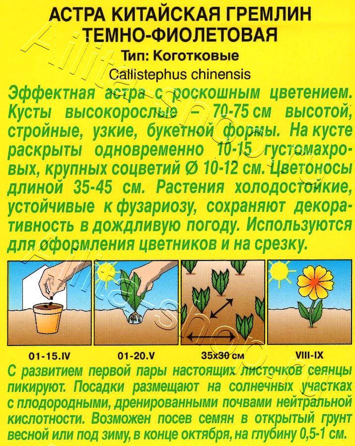 Астра Гремлин темно-фиолетовая 0,2г