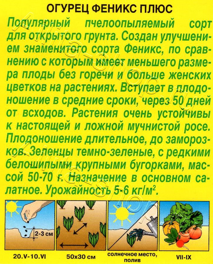 Огурец Феникс плюс 20шт