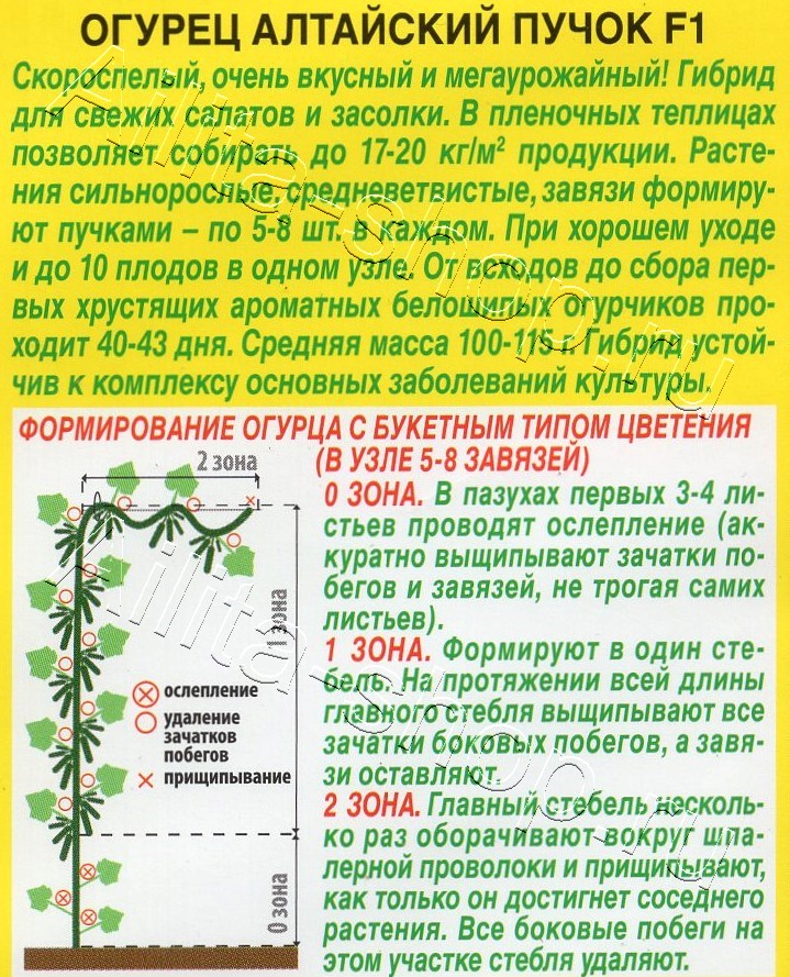 Огурец Алтайский пучок F1 10шт