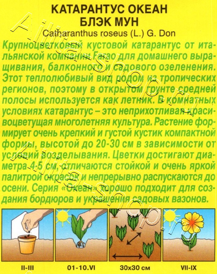 Катарантус Океан блэк мун 10шт