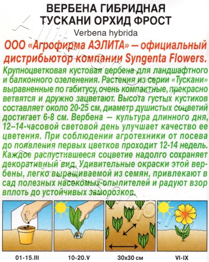 Вербена Тускани орхид фрост 5шт