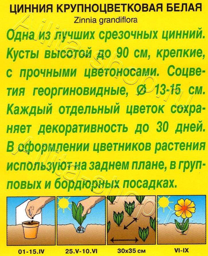 Цинния Крупноцветковая белая 0,3г