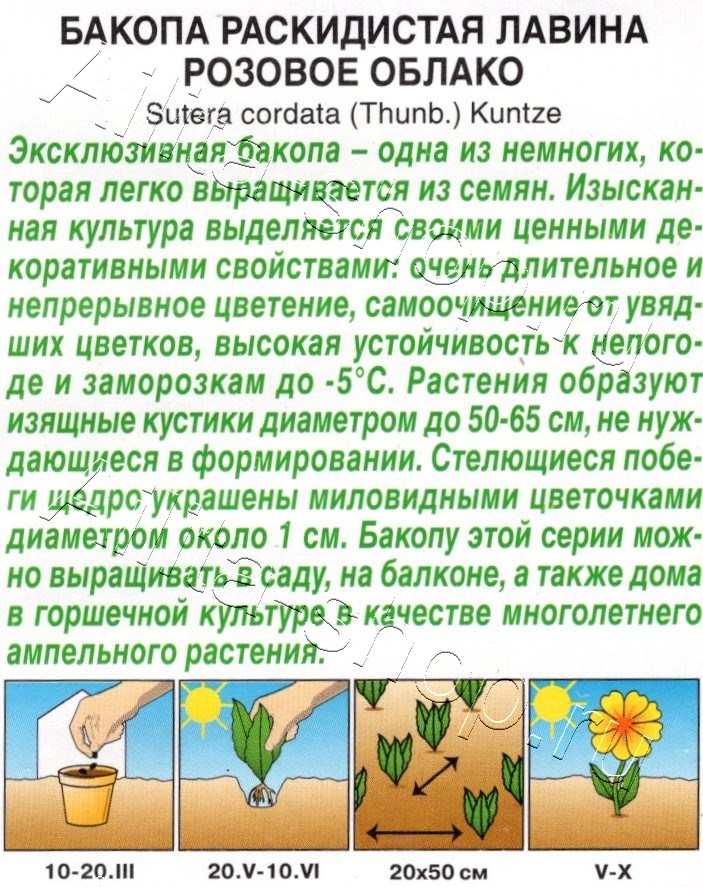 Бакопа раскидистая Лавина розовое облако 3шт