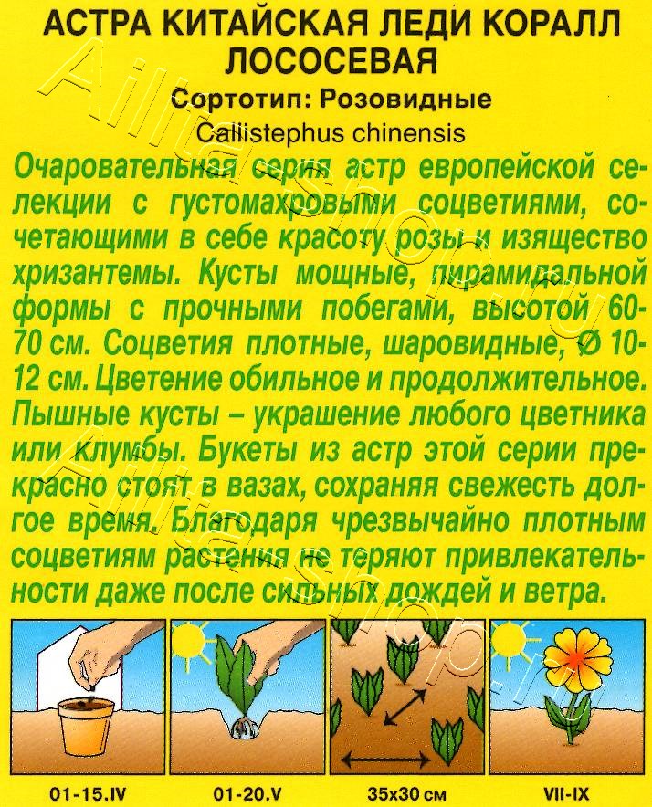 Астра Леди Коралл лососевая 25шт