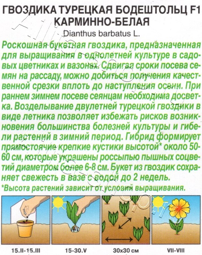 Гвоздика турецкая Бодештольц F1 карминно-белая 7шт